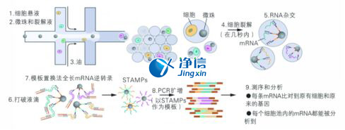 中國人自己的單細胞測序儀來了！,Drop-seq